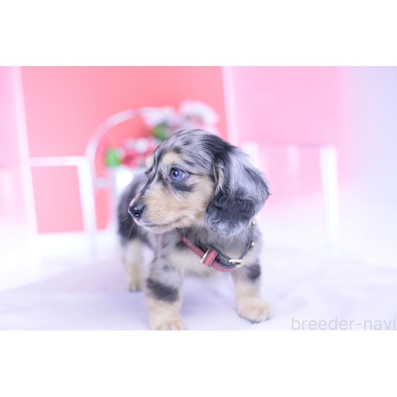 成約済の愛知県のカニンヘンダックスフンド(ロングヘアード)-430628の4枚目