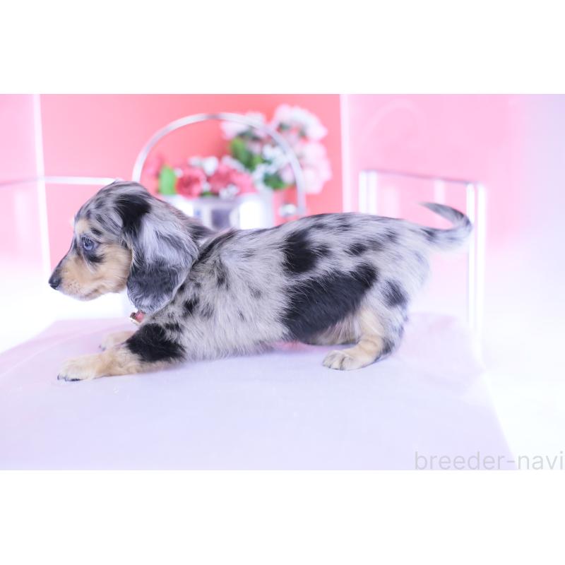 成約済の愛知県のカニンヘンダックスフンド(ロングヘアード)-430628の3枚目