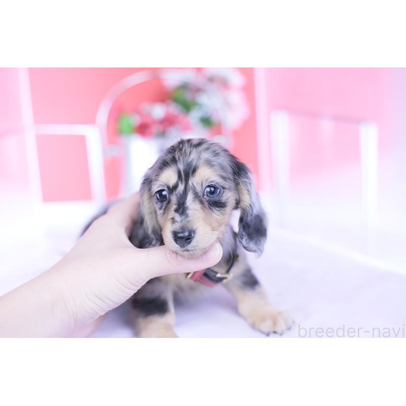 成約済の愛知県のカニンヘンダックスフンド(ロングヘアード)-430628の2枚目