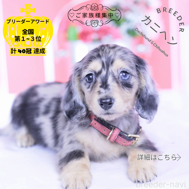 販売中の愛知県のカニンヘンダックスフンド(ロングヘアード)-430628