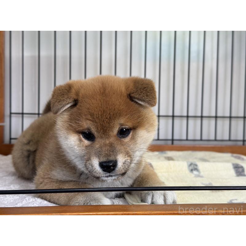 販売中の岡山県の柴犬-435663の1枚目