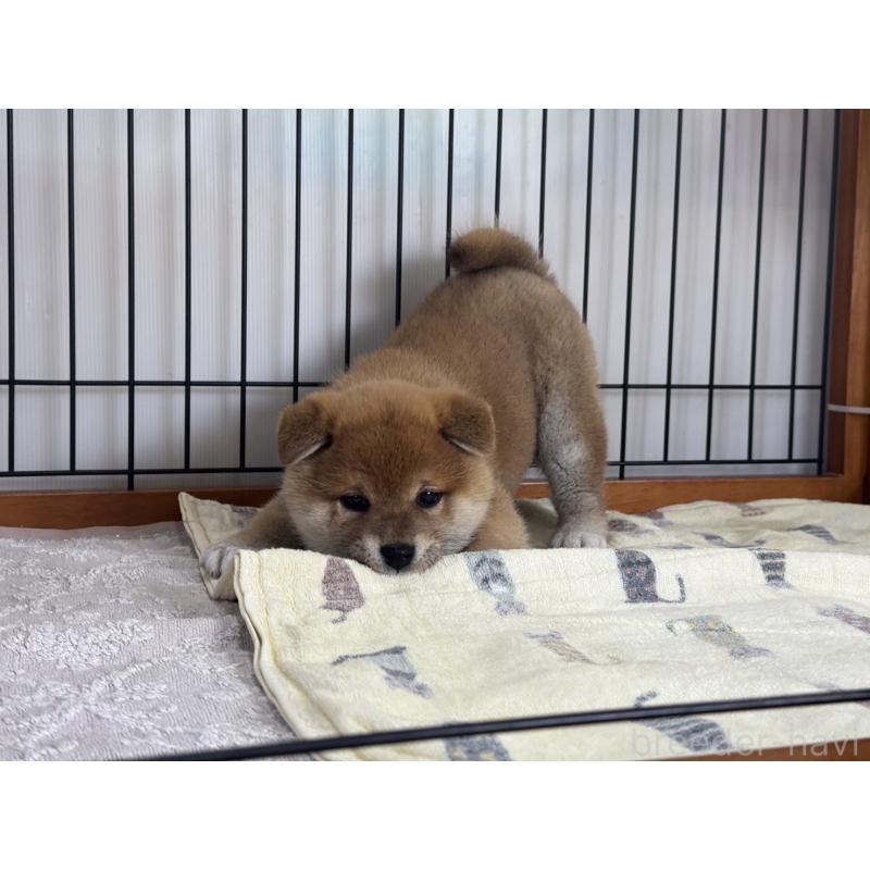 販売中の岡山県の柴犬-435663の5枚目
