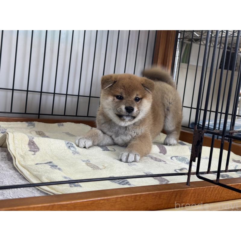 販売中の岡山県の柴犬-435663の4枚目
