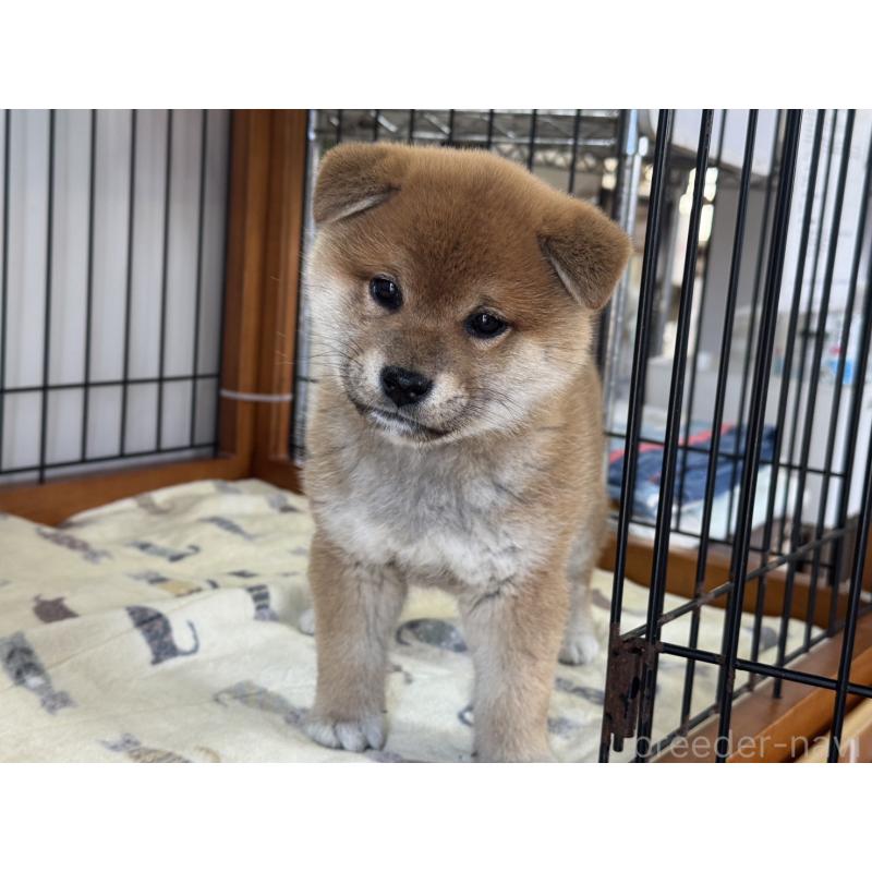 販売中の岡山県の柴犬-435663の3枚目