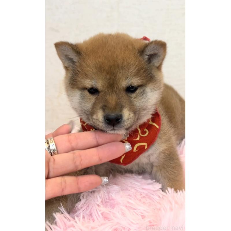 販売中の茨城県の豆柴-435664の5枚目