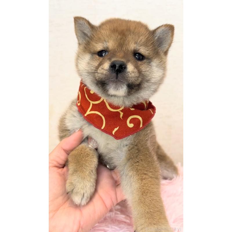 販売中の茨城県の豆柴-435664の4枚目