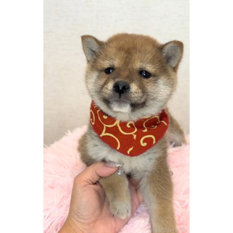 販売中の茨城県の豆柴-435664の3枚目