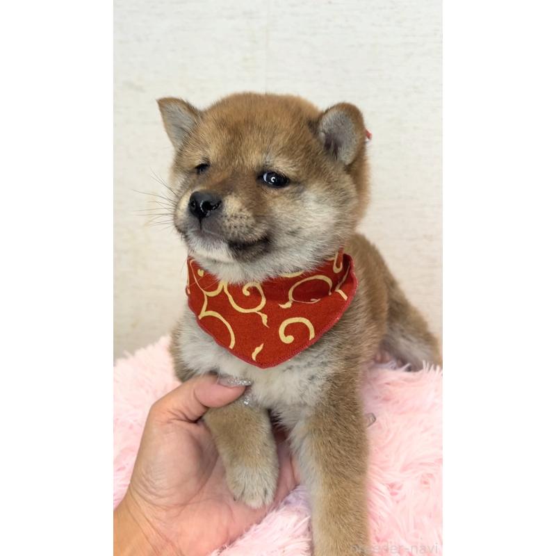 販売中の茨城県の豆柴-435664の2枚目