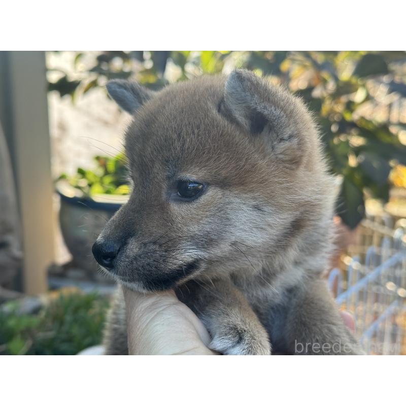 販売中の岡山県の柴犬-435665の5枚目