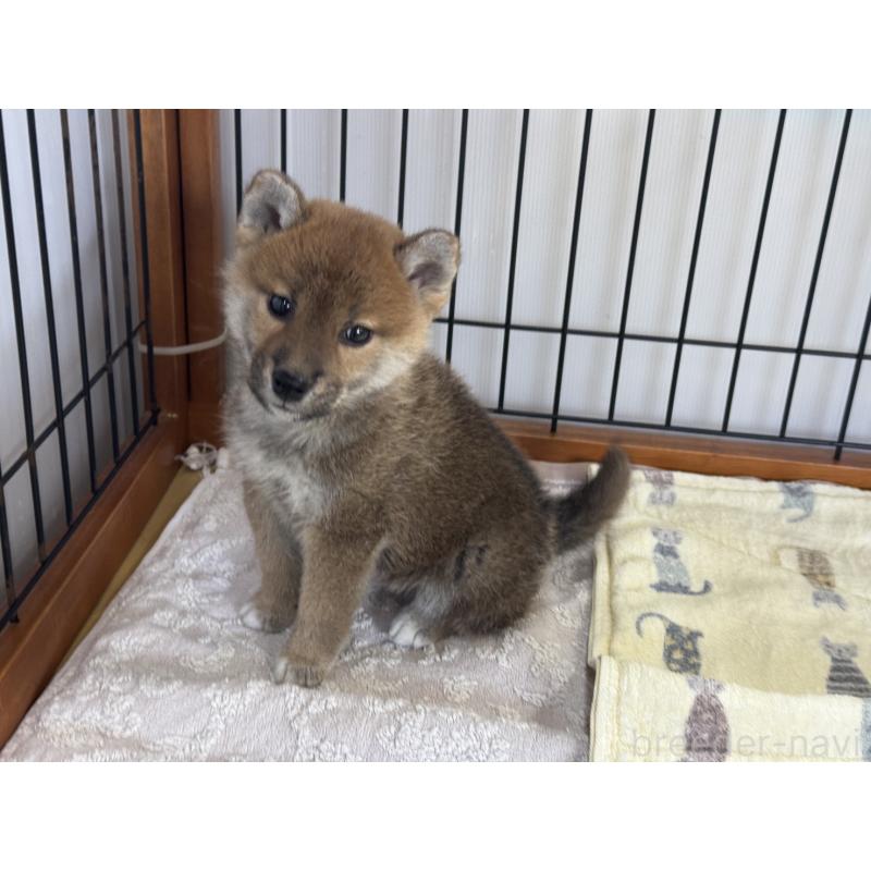 販売中の岡山県の柴犬-435665の4枚目
