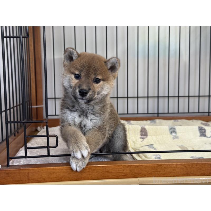 販売中の岡山県の柴犬-435665の3枚目
