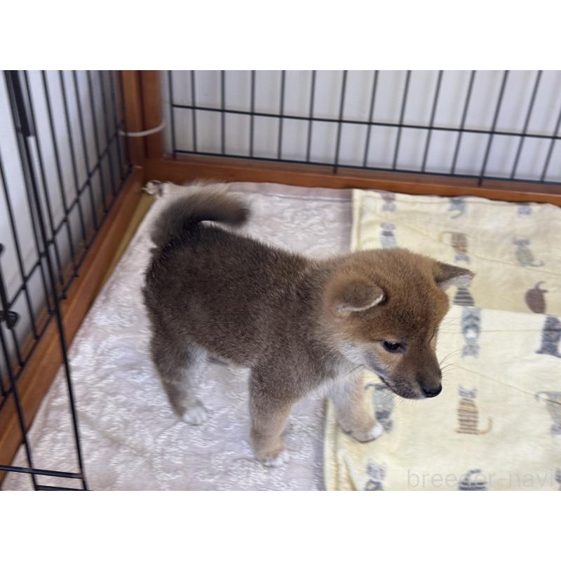 販売中の岡山県の柴犬-435665の2枚目