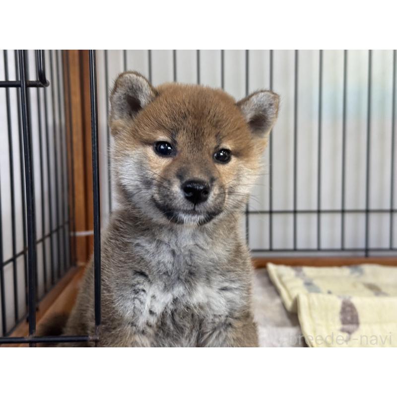 販売中の岡山県の柴犬-435665