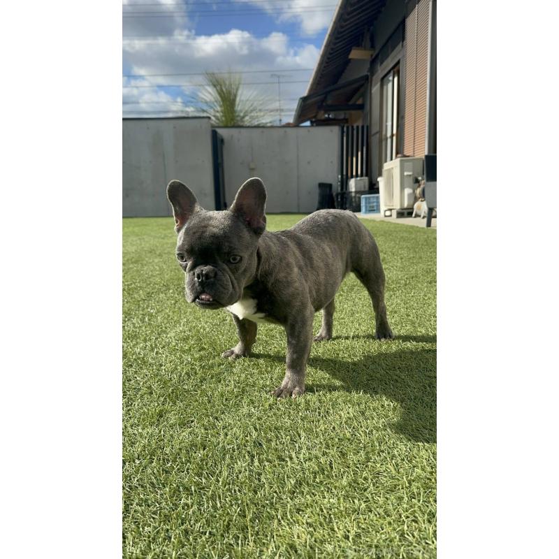 販売中の愛媛県のフレンチブルドッグ-435666の6枚目