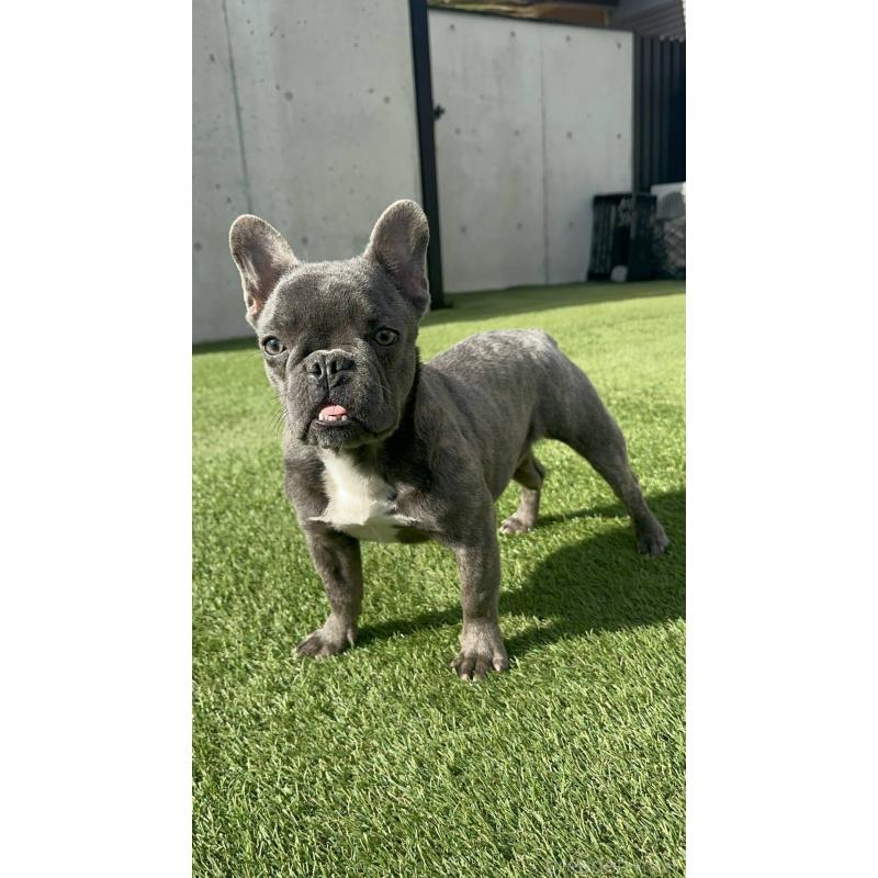 販売中の愛媛県のフレンチブルドッグ-435666の5枚目