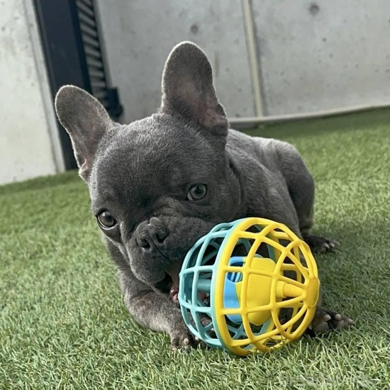 販売中の愛媛県のフレンチブルドッグ-435666の1枚目