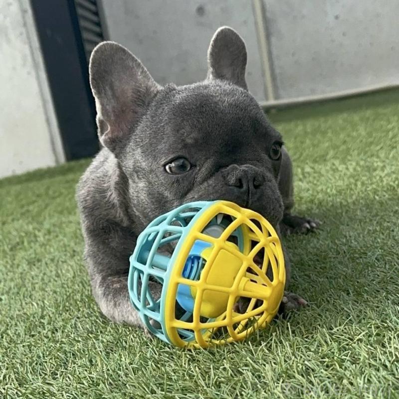 販売中の愛媛県のフレンチブルドッグ-435666の4枚目