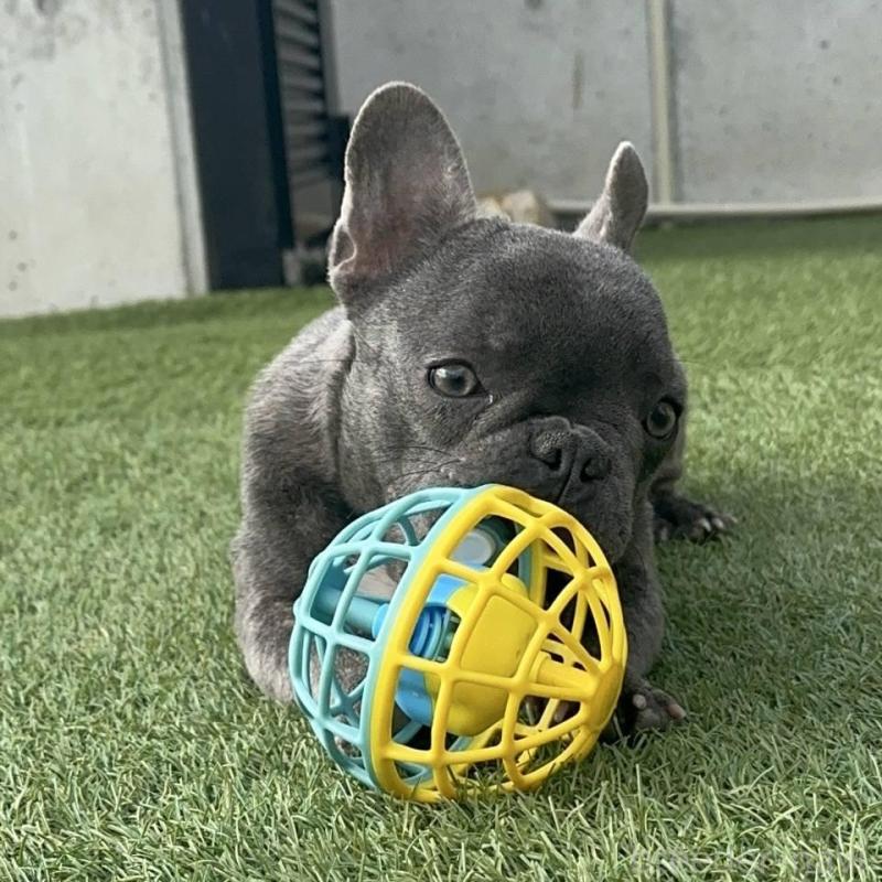 販売中の愛媛県のフレンチブルドッグ-435666の3枚目