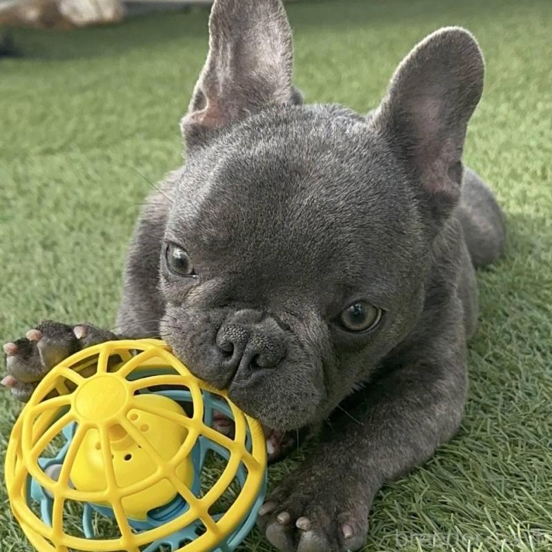 販売中の愛媛県のフレンチブルドッグ-435666の2枚目