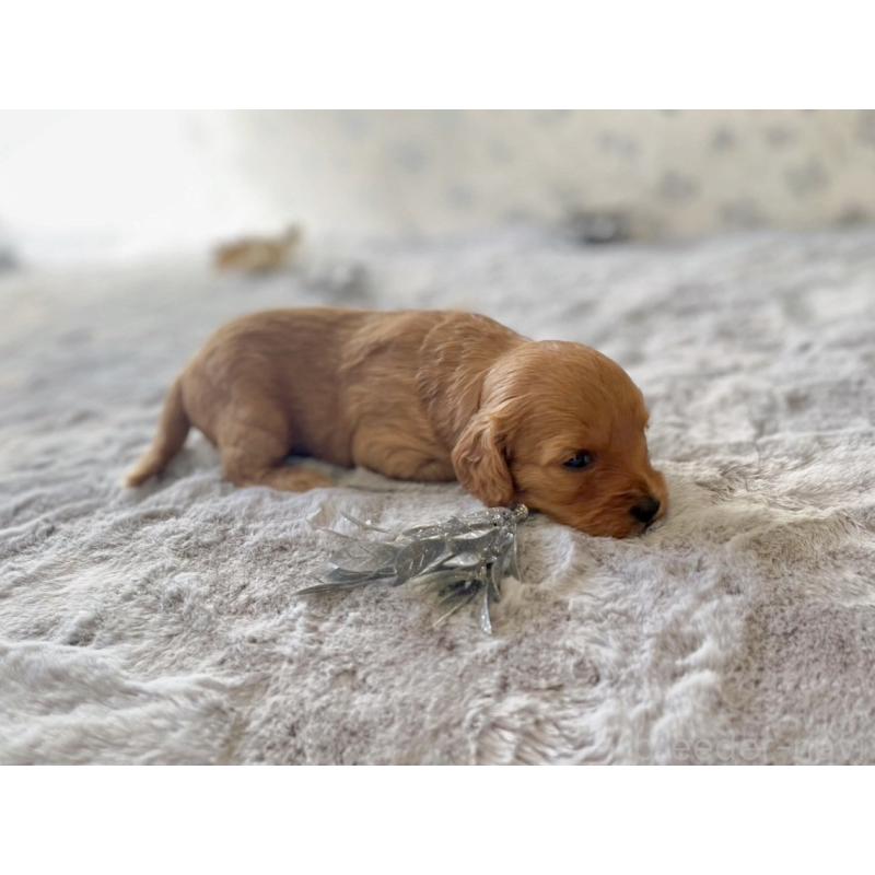 販売中の福岡県のキャバプー:キャバリア×トイプードル-431063の18枚目