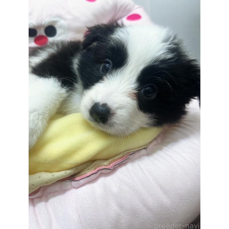 販売中の東京都のボーダーコリー-435667