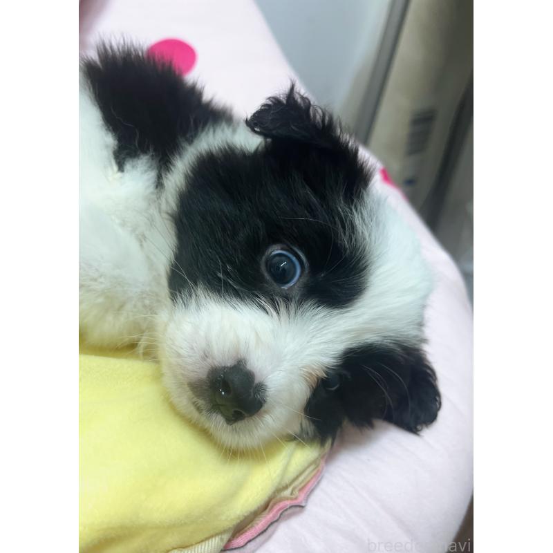 販売中の東京都のボーダーコリー-435667の9枚目