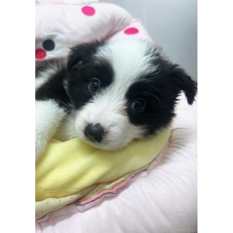 販売中の東京都のボーダーコリー-435667の8枚目