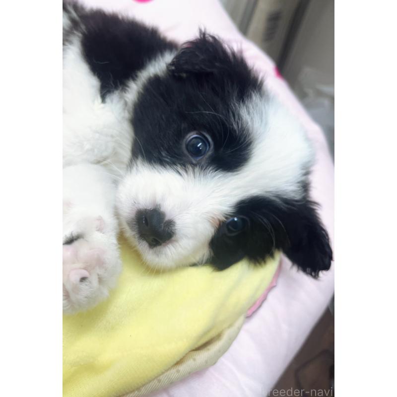 販売中の東京都のボーダーコリー-435667の7枚目