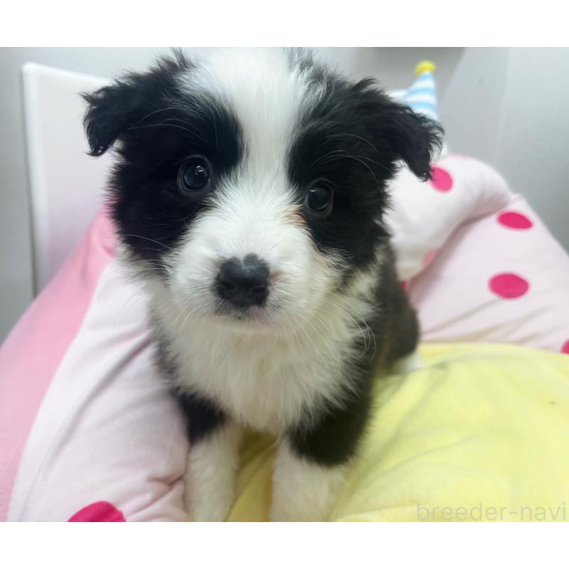 販売中の東京都のボーダーコリー-435667の6枚目