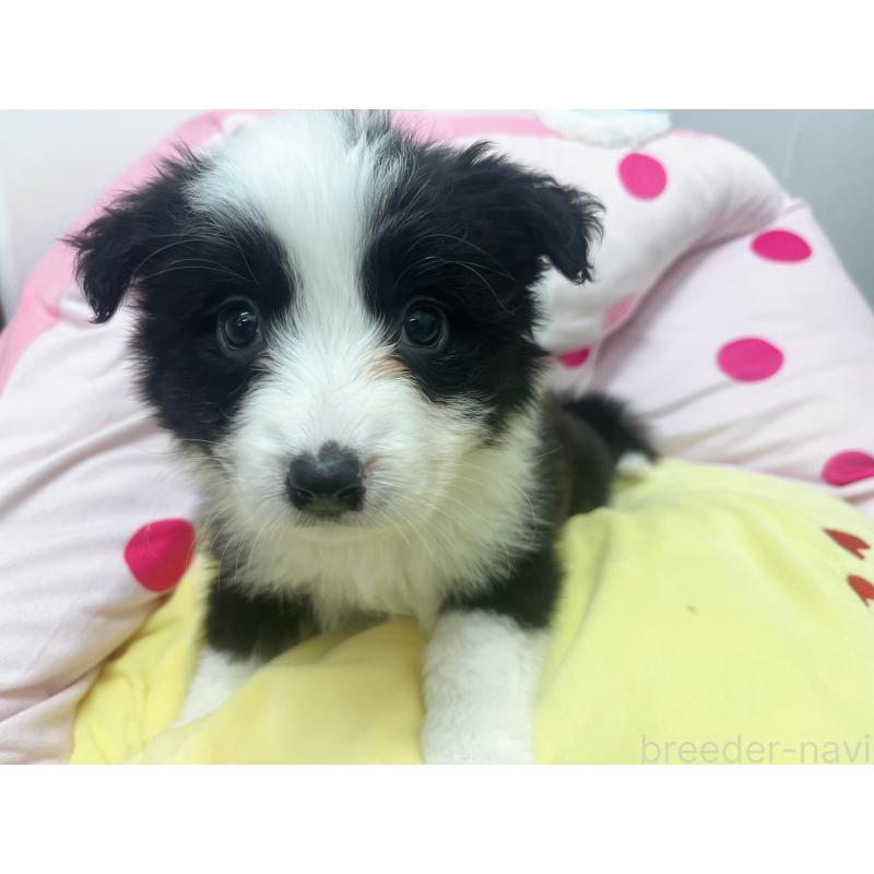 販売中の東京都のボーダーコリー-435667の5枚目