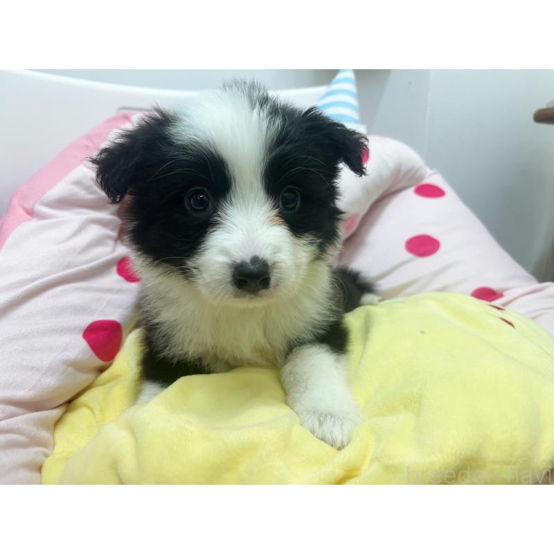 販売中の東京都のボーダーコリー-435667の4枚目