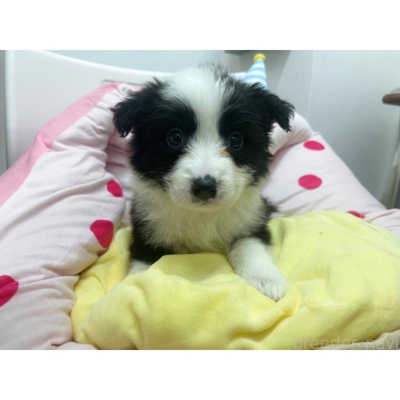 販売中の東京都のボーダーコリー-435667の3枚目