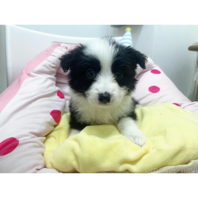 販売中の東京都のボーダーコリー-435667の2枚目