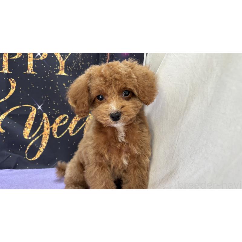 販売中の栃木県のタイニープードル-424872