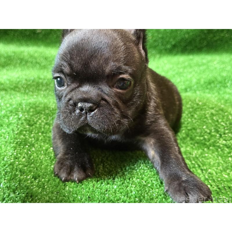 販売中の愛媛県のフレンチブルドッグ-435668の10枚目