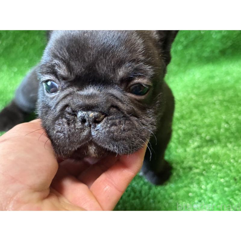 販売中の愛媛県のフレンチブルドッグ-435668の8枚目