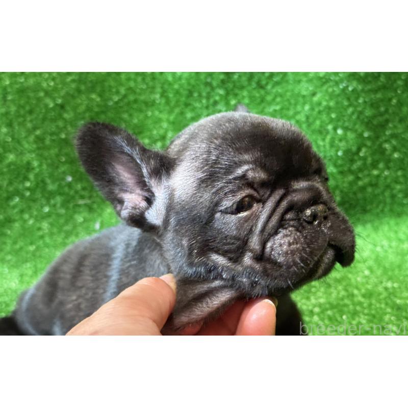 販売中の愛媛県のフレンチブルドッグ-435668の7枚目