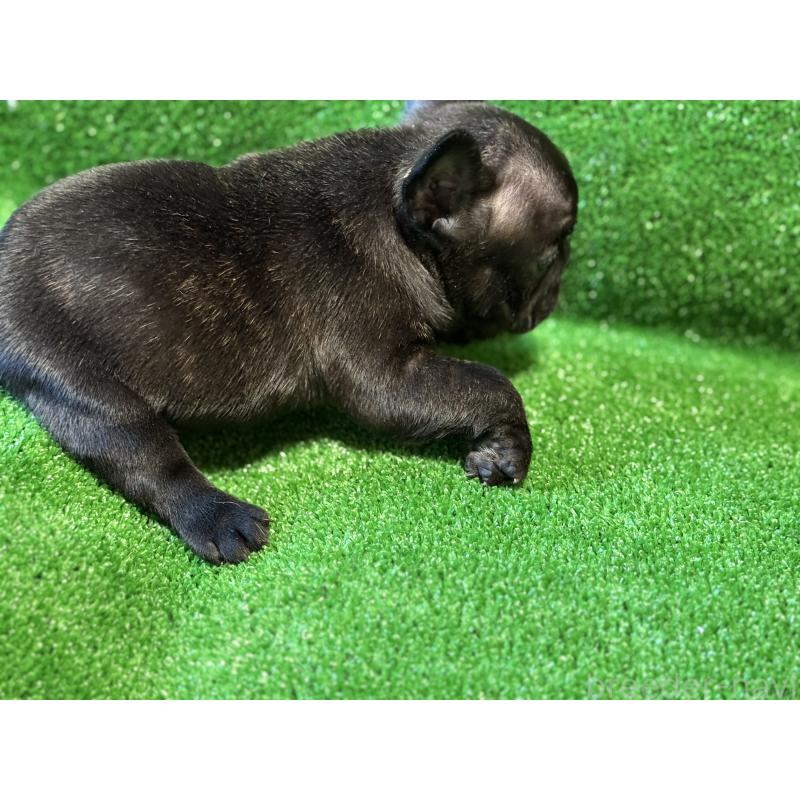 販売中の愛媛県のフレンチブルドッグ-435668の6枚目