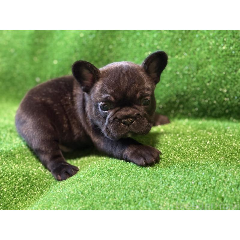 販売中の愛媛県のフレンチブルドッグ-435668の5枚目