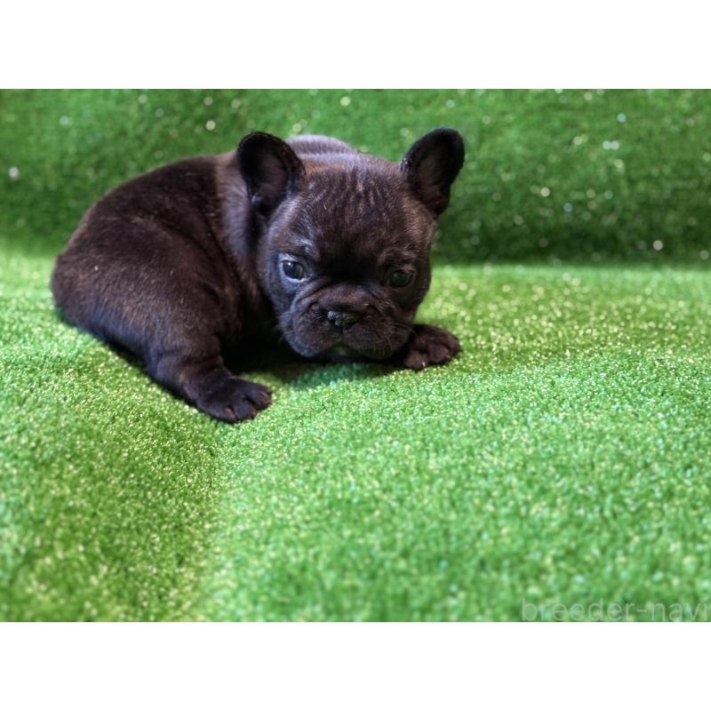 販売中の愛媛県のフレンチブルドッグ-435668の3枚目