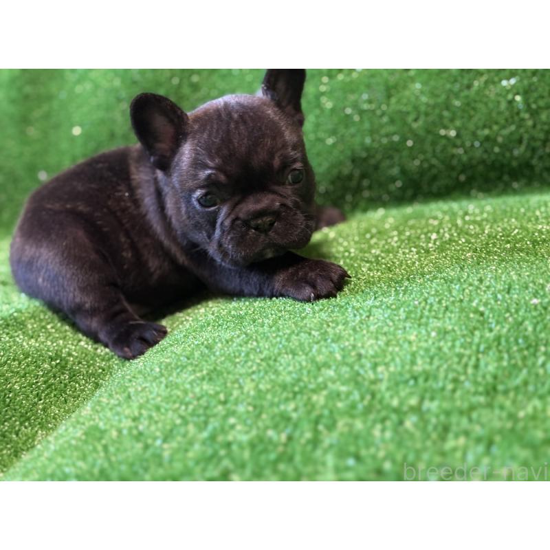 販売中の愛媛県のフレンチブルドッグ-435668の2枚目