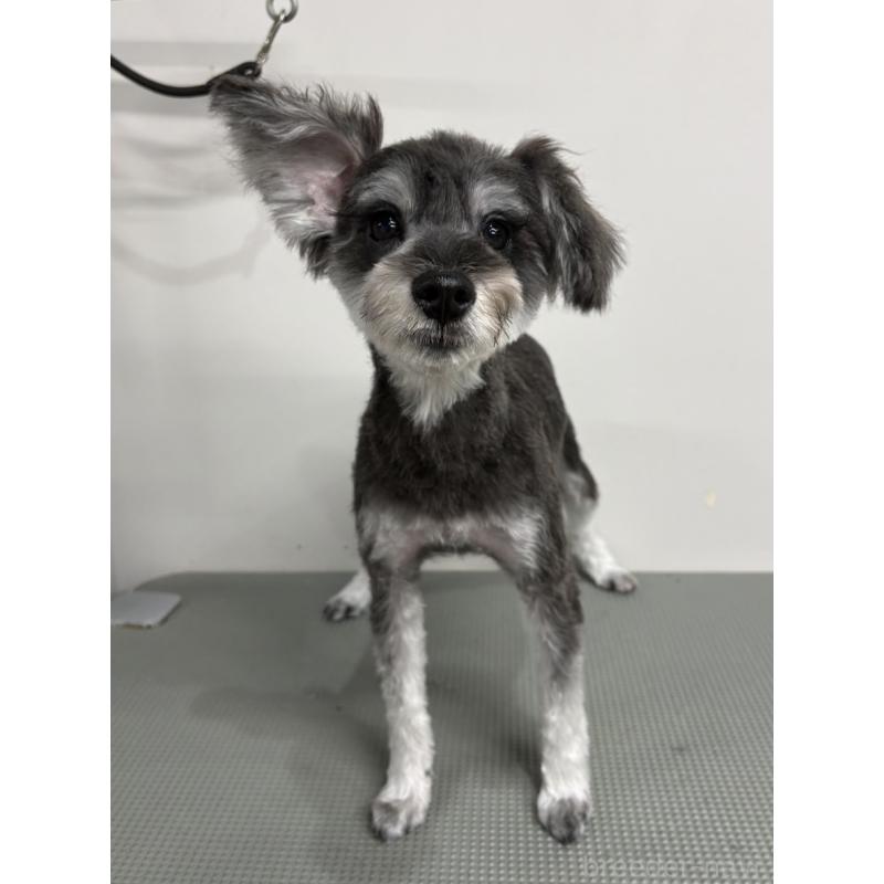 販売中の群馬県のミニチュアシュナウザー-419224の2枚目