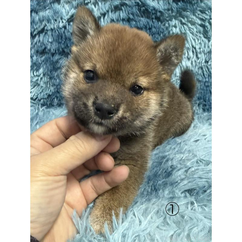 販売中の愛知県の柴犬-430894
