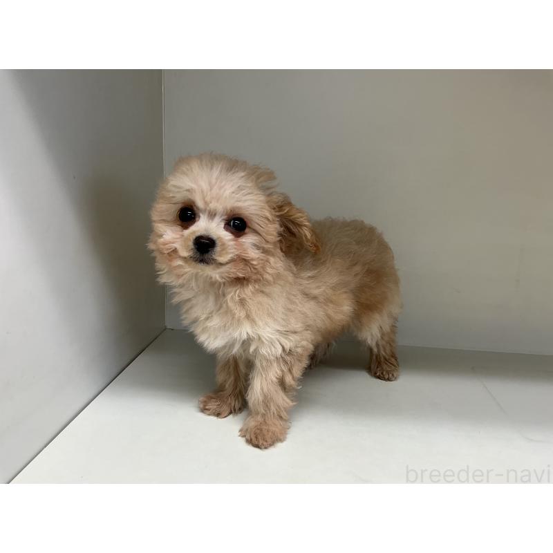 成約済の山形県のチワプー:チワワ×トイプードル-423299の6枚目