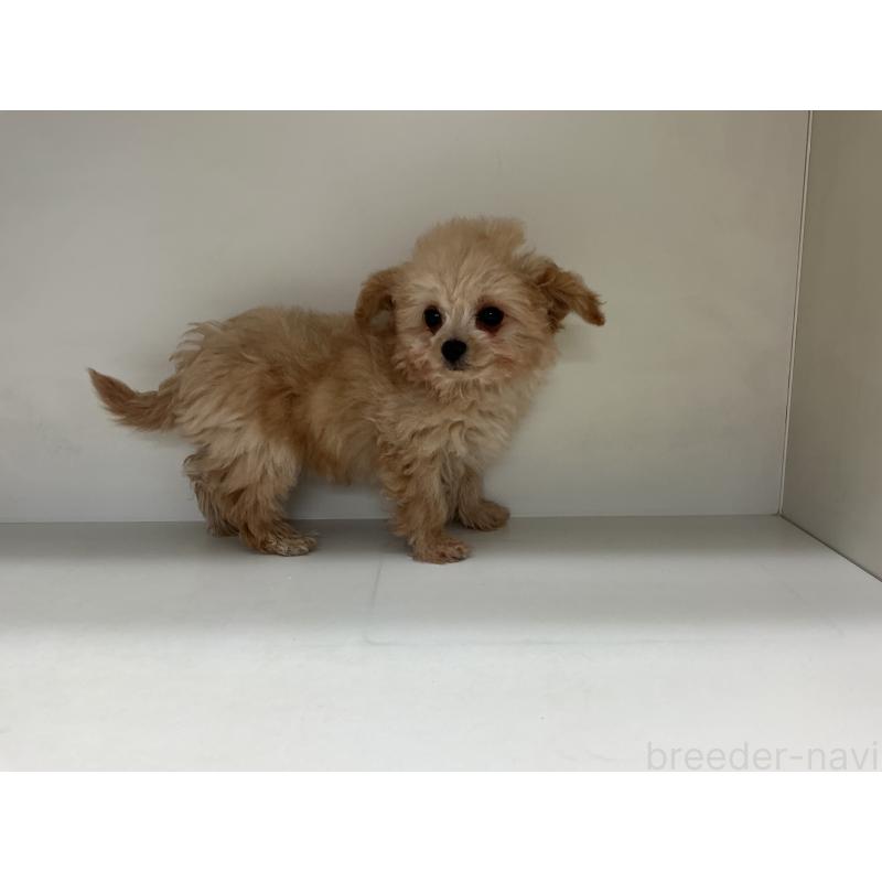 成約済の山形県のチワプー:チワワ×トイプードル-423299の5枚目