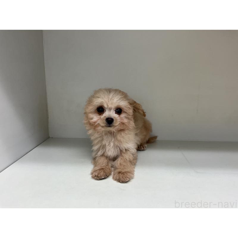 成約済の山形県のチワプー:チワワ×トイプードル-423299の4枚目