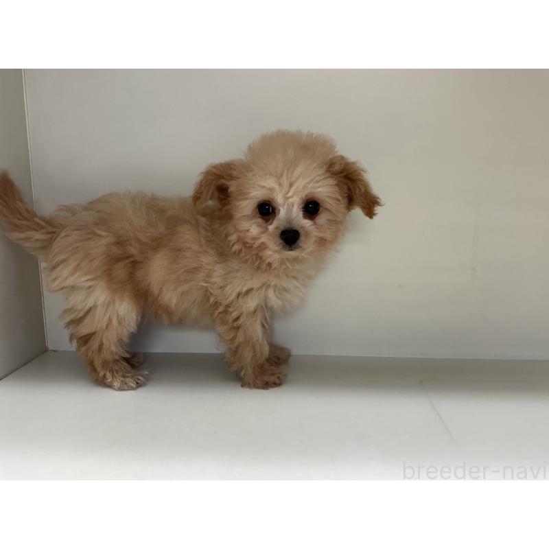 成約済の山形県のチワプー:チワワ×トイプードル-423299の3枚目