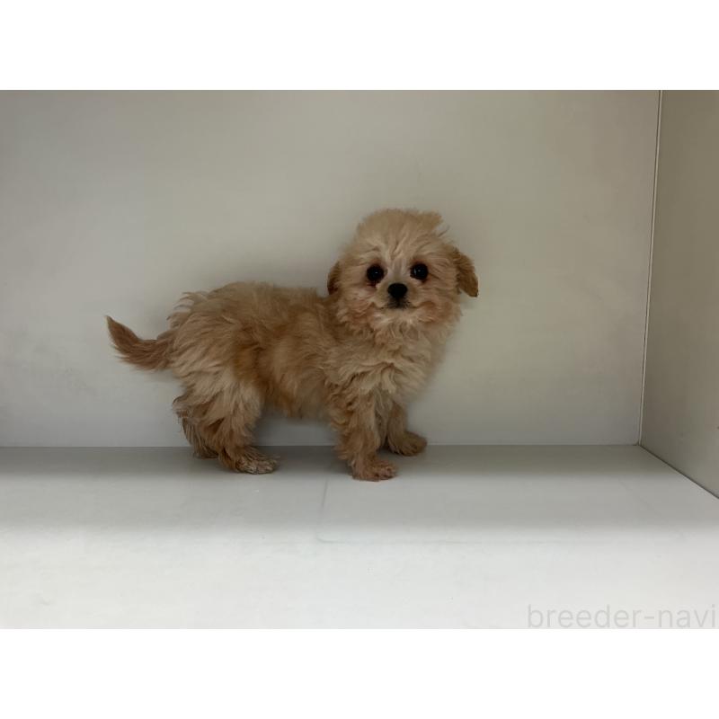 成約済の山形県のチワプー:チワワ×トイプードル-423299の2枚目