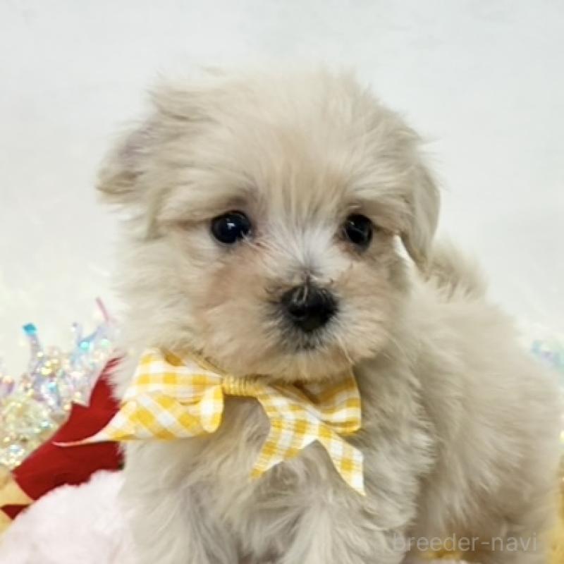 販売中の岐阜県のマルプー:マルチーズ×トイプードル-435672