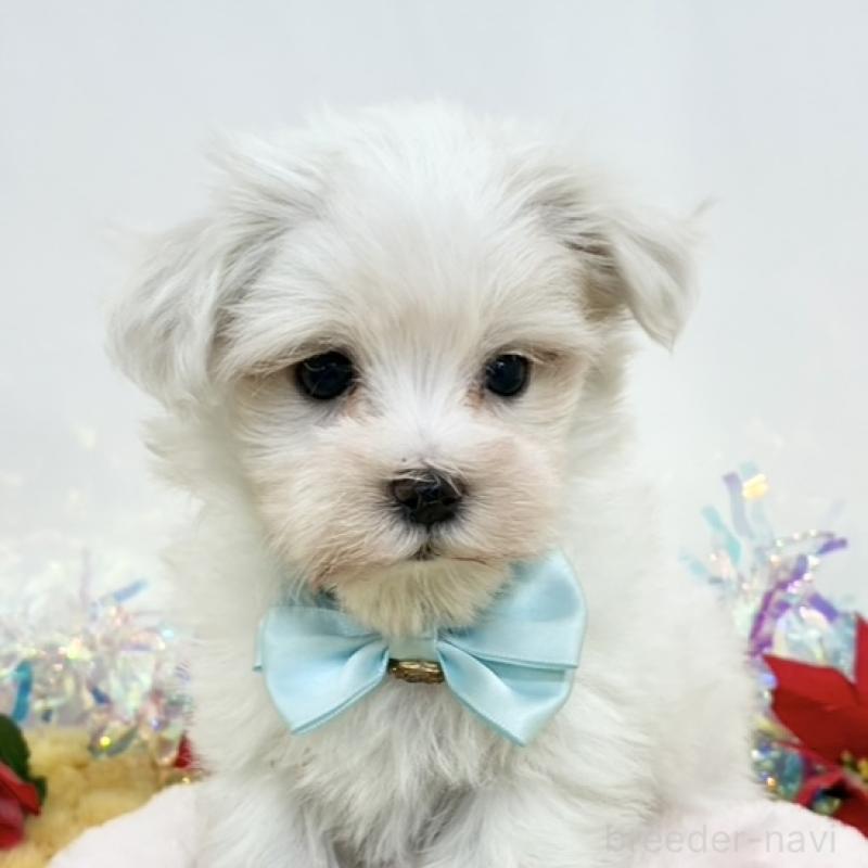 販売中の岐阜県のマルチーズ-435675